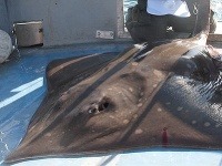 Rybár ulovil rekordnú raju s hmotnosťou 107 kilogramov Rybár ulovil rekordnú raju s hmotnosťou 107 kilogramov