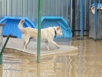 V Košiciach zatopilo psí útulok.