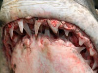 Rybár ulovil žraloka mako s hmotnosťou 600 kilogramov