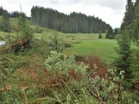 Bučkovci neoprávnene vyrúbali stromy v CHKO Poľana. 