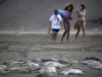 Na mexickom pobreží našli 250 mŕtvych rají.