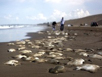 Na mexickom pobreží našli 250 mŕtvych rají.