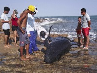 Na pláži uviazlo 30 veľkých delfínov, časť uhynula