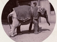 Sloníča v zoo, cca 1890.