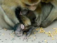 Rodine makakov magotov v košickej zoo pribudlo ďalšie mláďa