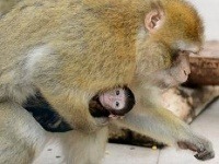 Rodine makakov magotov v košickej zoo pribudlo ďalšie mláďa