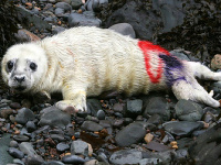 Tuleň, ktoré označkovali nezmývyteľnou farbou prírodovedci