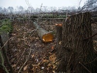 Pohľad na les na bratislavskej Kolibe, kde došlo k nelegálnemu výrubu stromov začiatkom decembra Pohľad na les na bratislavskej Kolibe, kde došlo k nelegálnemu výrubu stromov začiatkom decembra