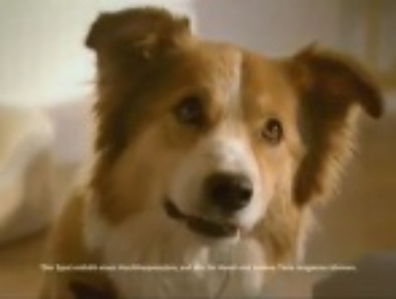 Či psíky na reklamu reagujú, nie je známe
