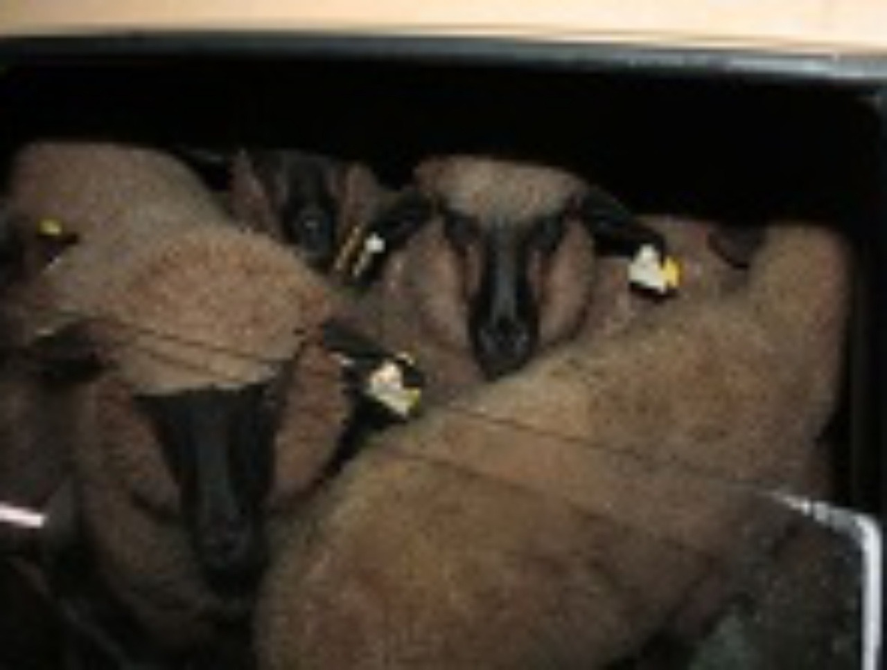 Verili by ste, že sa do škodovky zmestí 15 oviec?