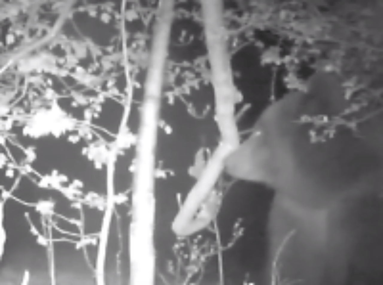 Medveď v lese pri Piešťanoch