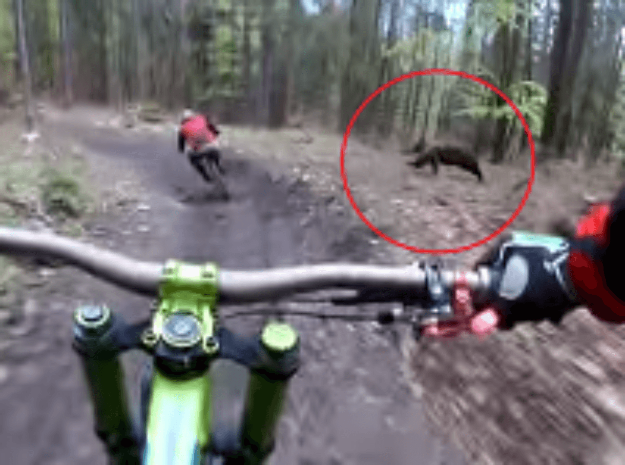 Medveď predviedol, ako rýchlo dokáže bežať.