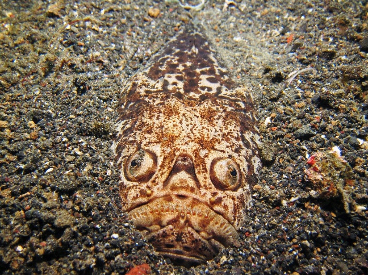 Глубоководная рыба звездочёт