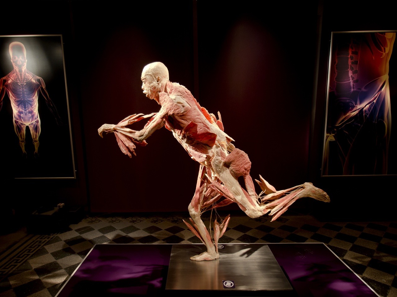 Exhibícia ľudských tiel The Body Exhibition