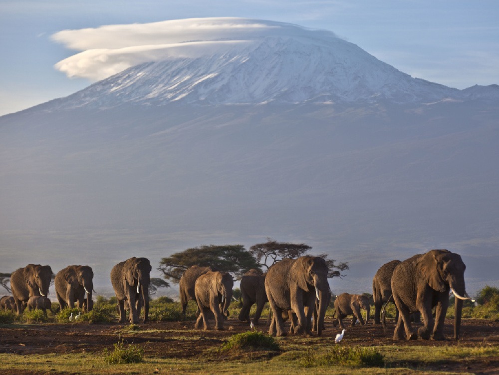 V pozadí najvyšší africký vrch Kilimandžáro