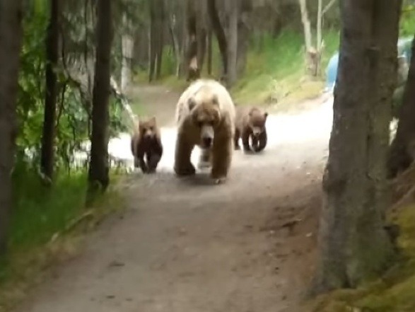 Medvedica s mláďatkami