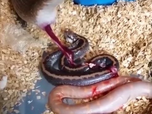 Had rodí mláďatá