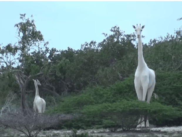Matka a mláďa žirafy sieťovanej, ktoré trpia leucizmom.