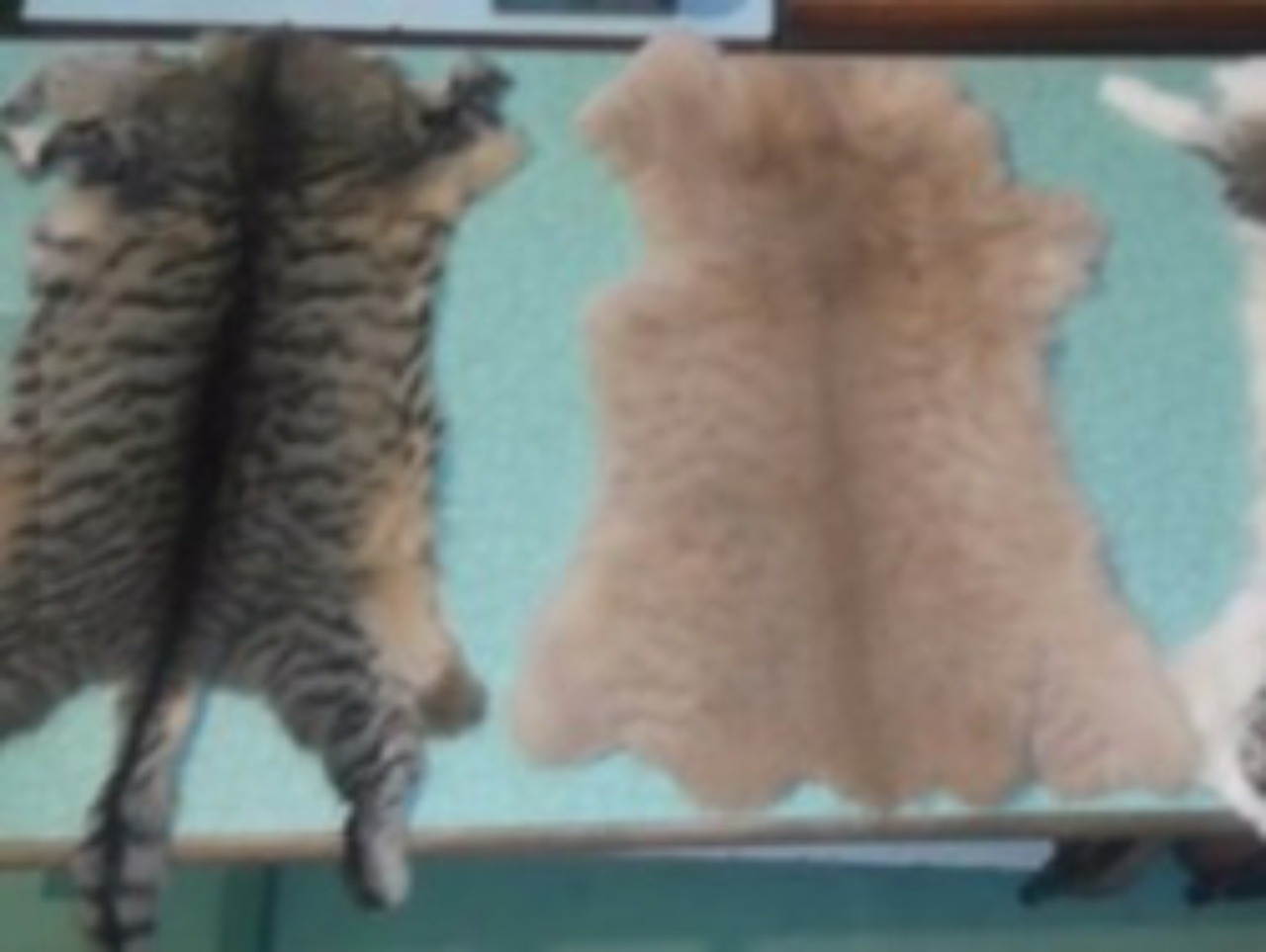 Na internete sa objavil oznam o predaji mačacích kožušín