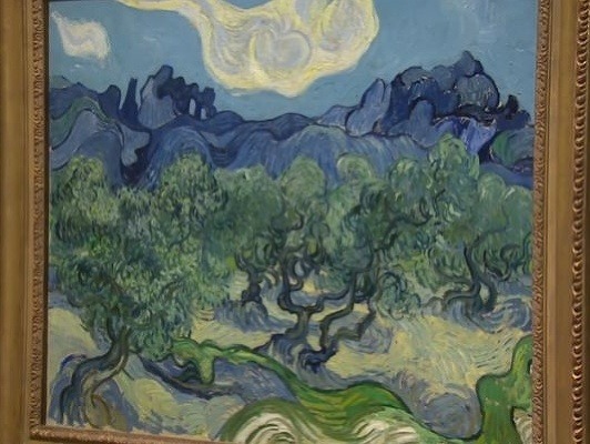 Olivovníky od Van Gogha