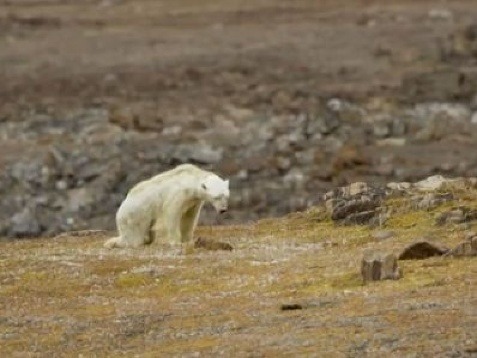 Zábery umierajúceho ľadového medveďa.