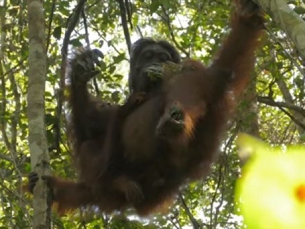 Orangutan si penou natiera boľavé miesta