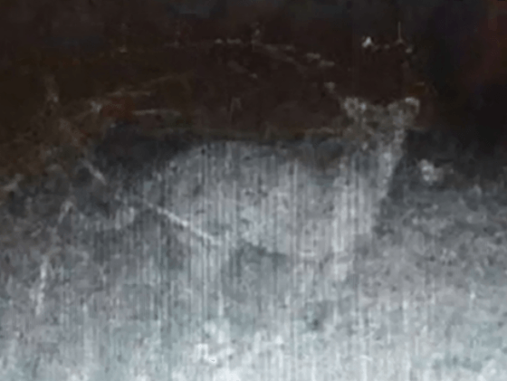Mačkovitá šelma, ktorá sa mala objaviť v okolí Levíc.
