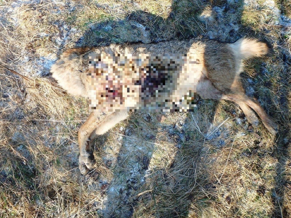 Zavraždená samica vlka 