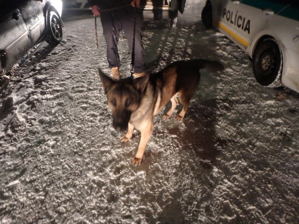 V Levoči zadržali troch páchateľov, ktorí boli obvinení z krádeže psov. Šofér nafúkal takmer 5 promile