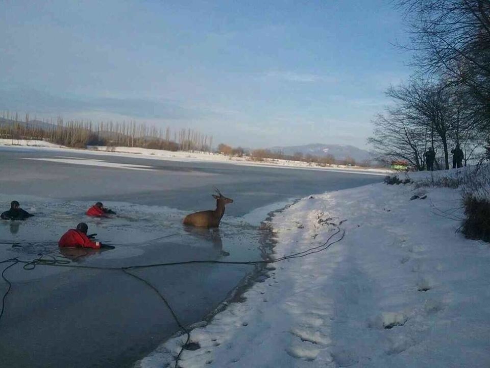Hasiči zachránili jeleňa, pod ktorým sa prelomil ľad.