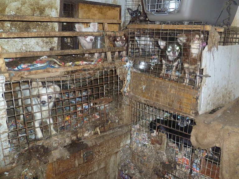 V dome hrôzy žilo 212 psov v otrasných podmienkach.
