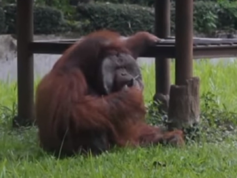Orangutan s cigaretou