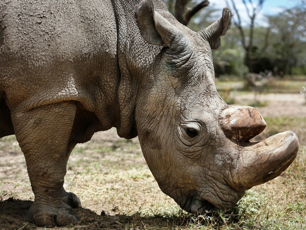 Sudán, posledný samec nosorožca tuponosého severného