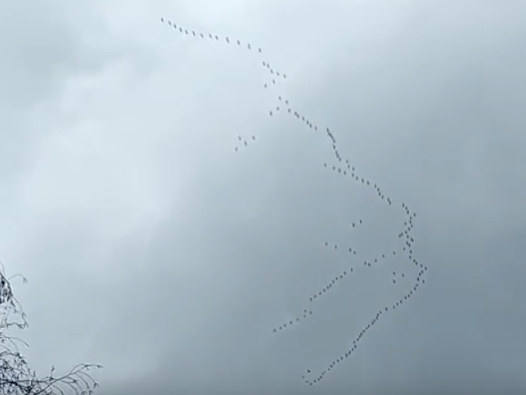 Migrácia sťahovavého vtáctva nad Trebišovom 