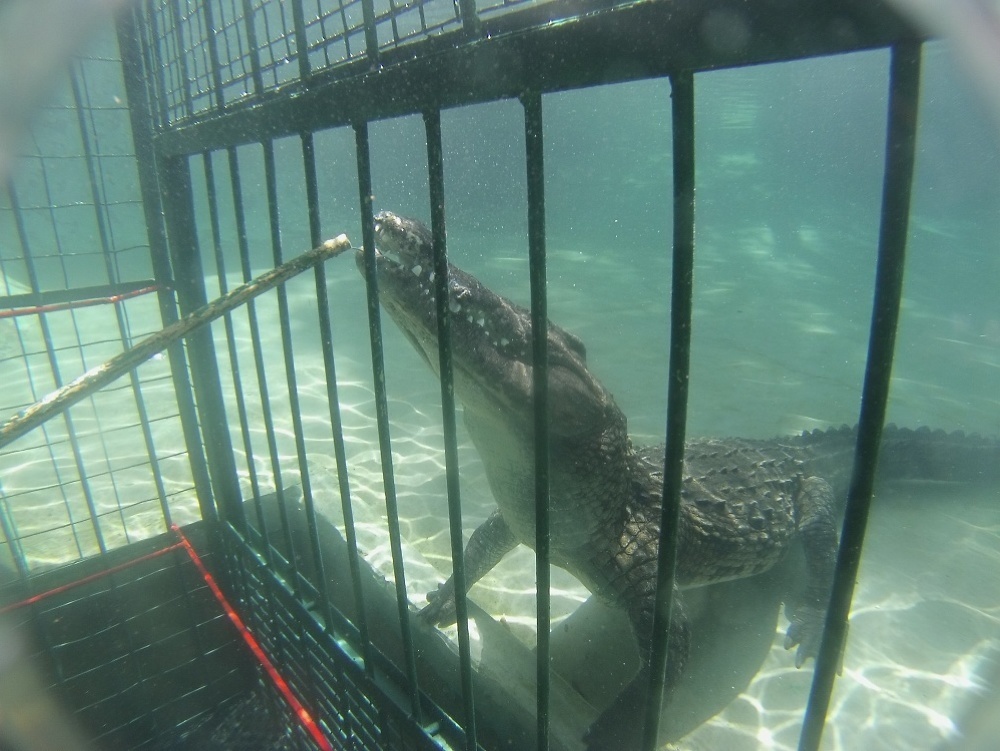 Turisti si môžu krokodíly obhliadnuť v klietke.