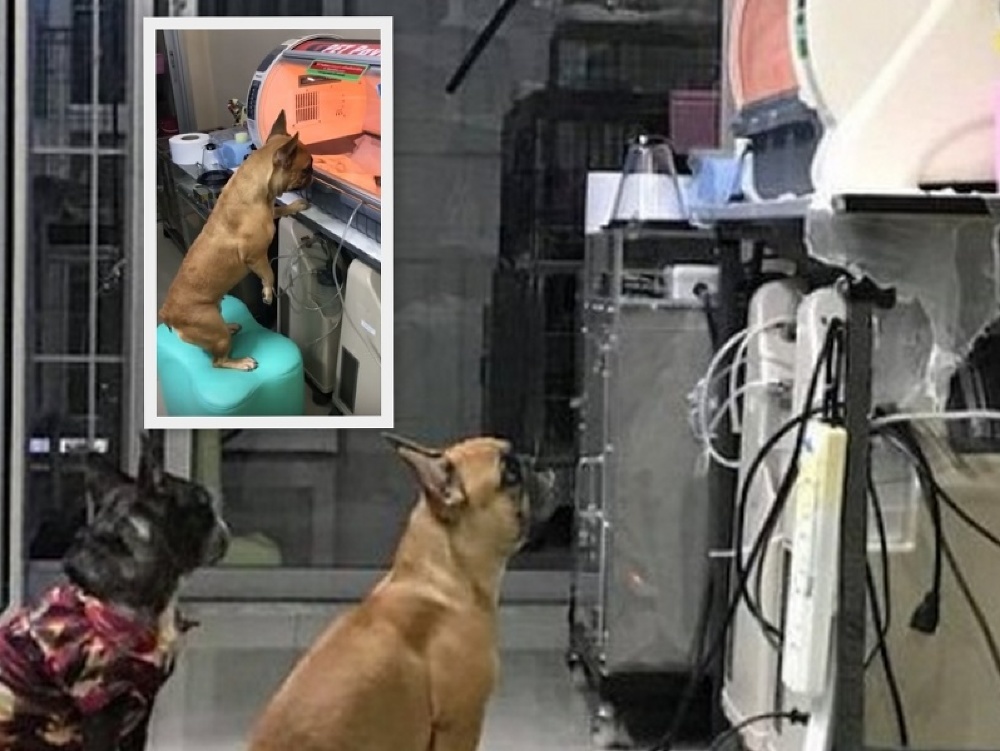 Video, ako hľadí fenka Kuma na svoje šteniatka cez sklo inkubátora, dojalo celý svet. 