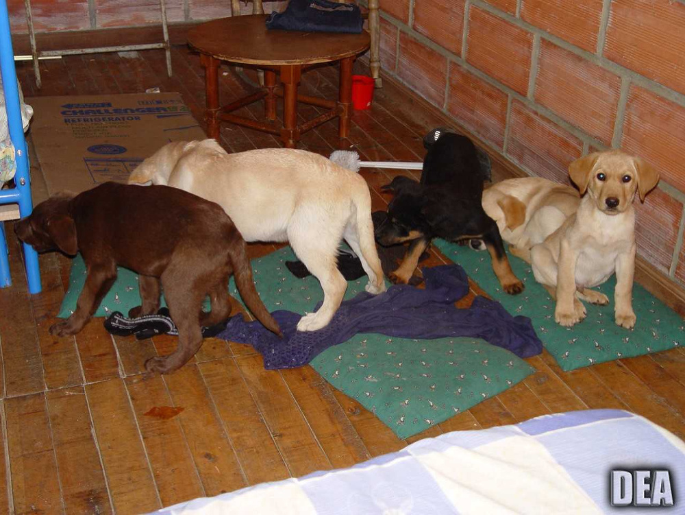 Fotografia z roku 2005, kedy na farme v Kolumbii objavili desať šteniat.