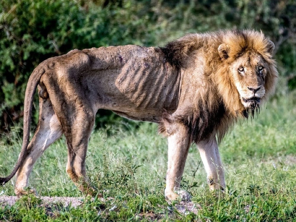 Vyhladovaný lev tesne pred smrťou. 