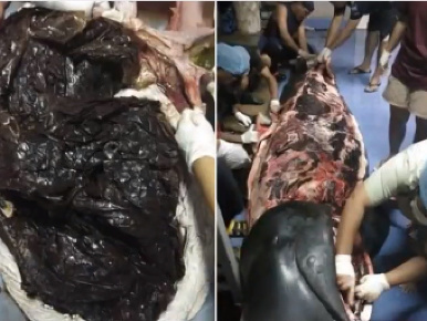 Veľrybu zabili plasty, našli jej v bruchu 8 kíl igelitových tašiek