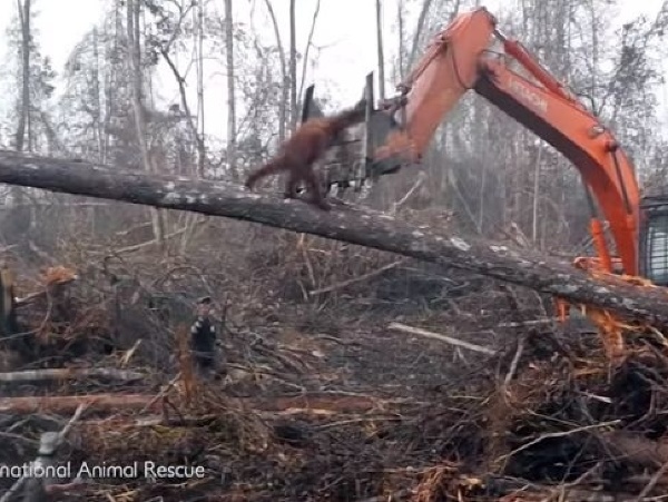 Orangutan bojuje s buldozérom