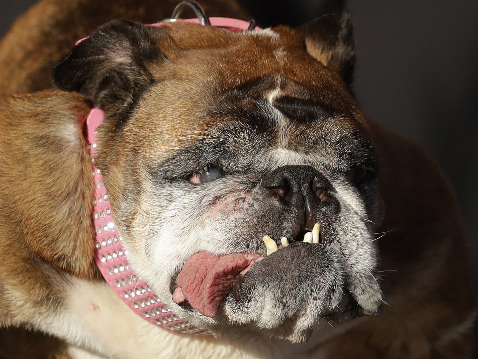 Anglický buldog Zsa Zsa vyhlásený za najškaredšieho psa na svete dodýchal počas spánku.