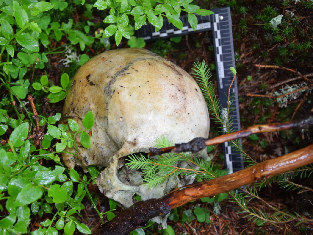Ľudská lebka, ktorú objavil okoloidúci v lese v katastrálnom území obce Štrba