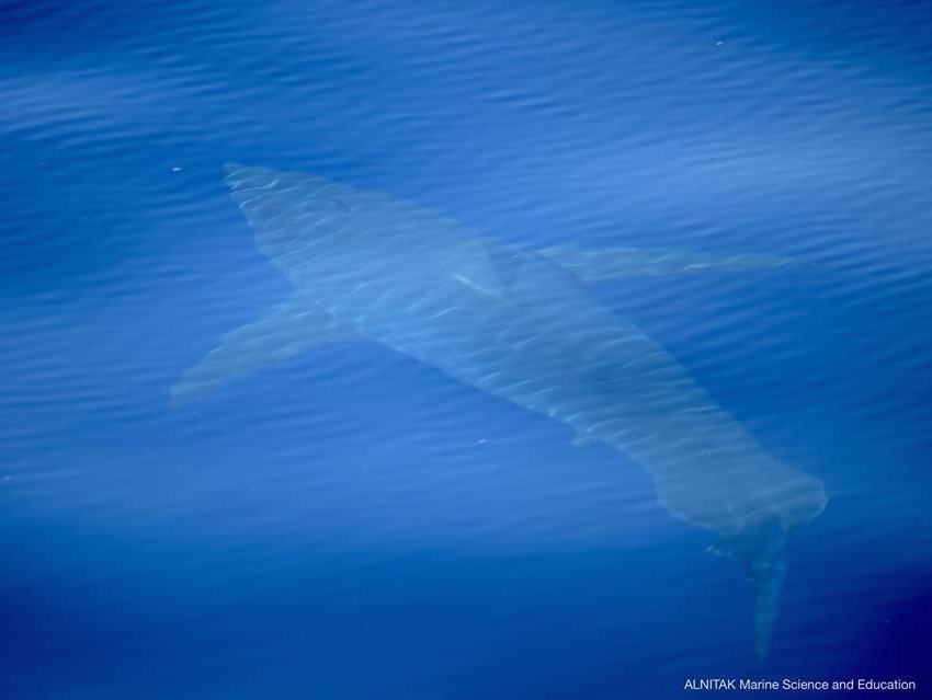 Spozorovaný žralok modrý
