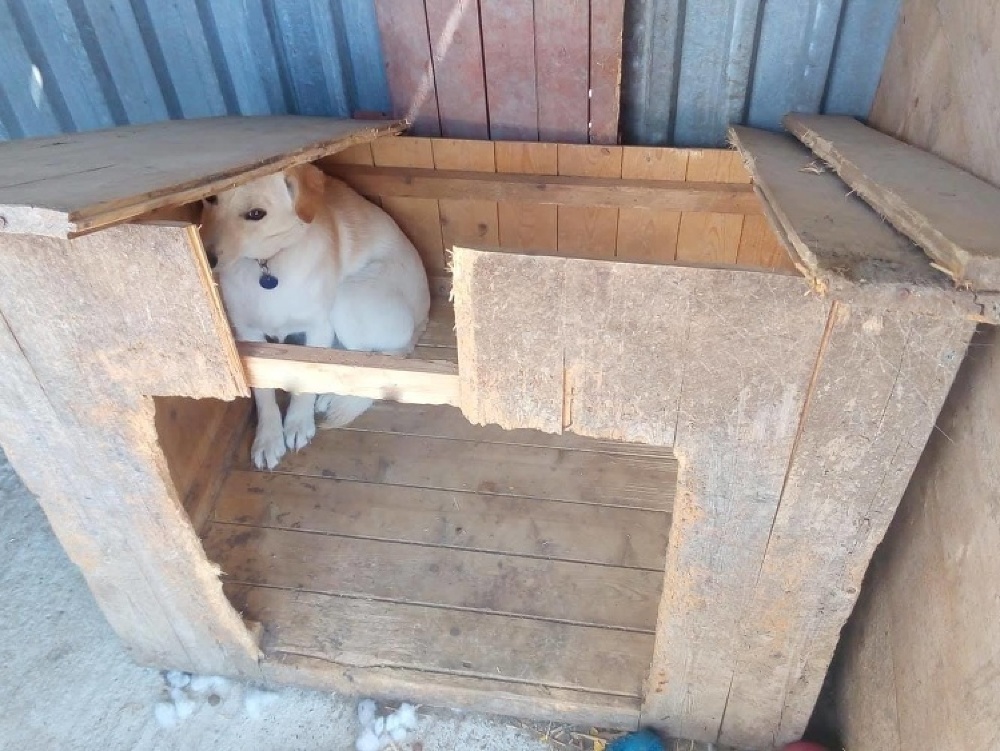 Občianske združenie Pomoc psíkom na východnom Slovensku prosí o príspevok na nové búdy pre psov. 
