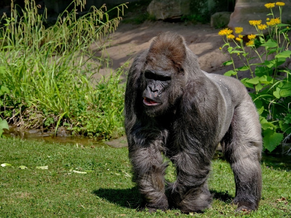 Gorila menom Fritz bola najstaršou gorilou v Európe.