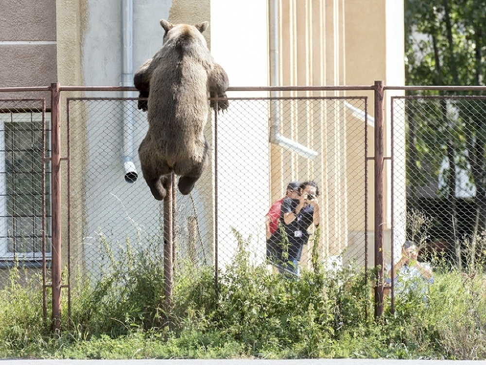 Medveď preliezol cez plot.
