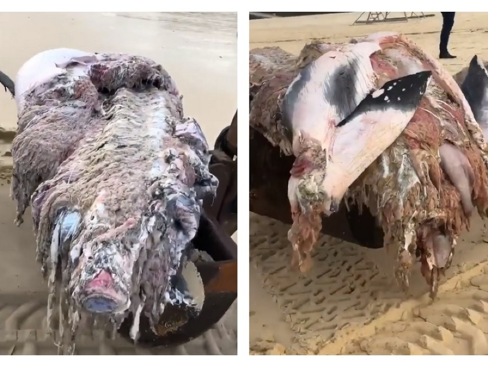 Na austrálskej pláži vyplavilo mŕtve veľrybie mláďa 