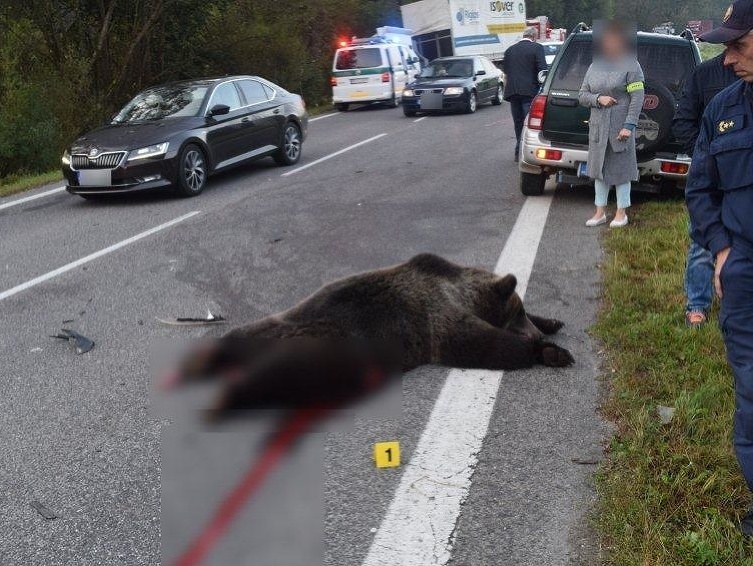 Vodič sa chcel vyhnúť zrazenému medveďovi, pri čelnej zrážke s kamiónom prišiel o život.