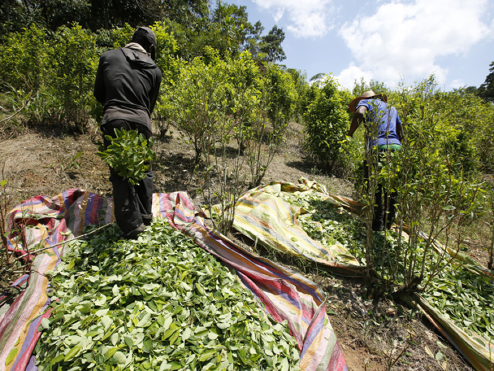 Pestovanie koky, ktorá slúži na výrobu kokaínu, dosiahlo v Kolumbii nebývalé rozmery. 
