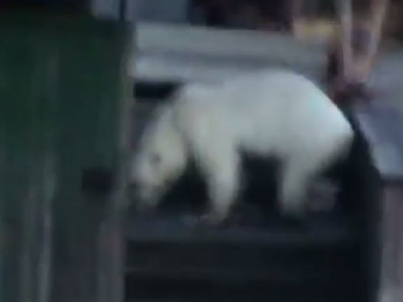 Medvede chodia až pred dvere domov.